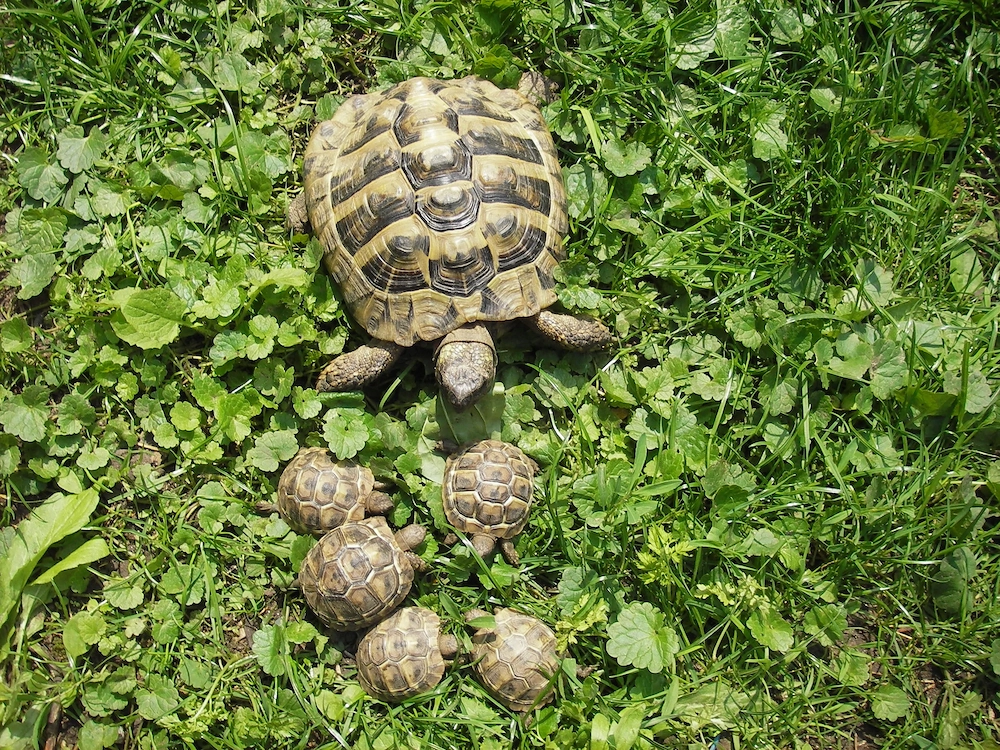 Griechische Landschildkröte, Testudo hermanni