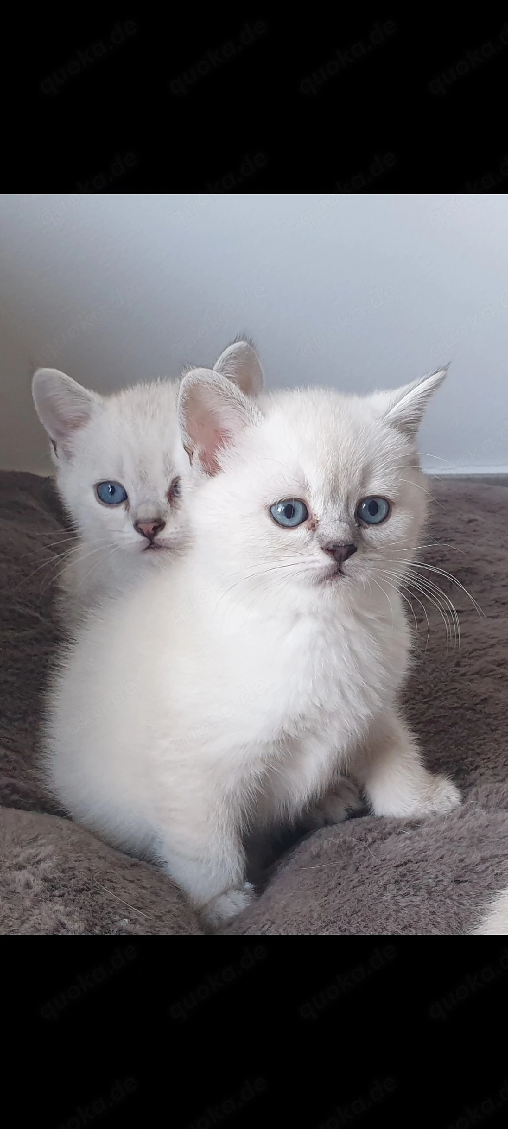 Katzenbaby britschkurzhaar