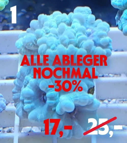 Meerwasser Korallen Ableger