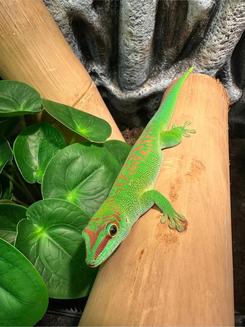 Großer Madagaskar Taggecko