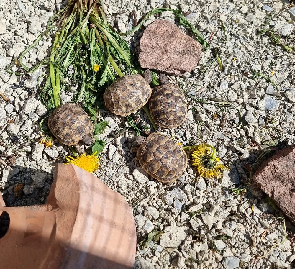 Griechische Landschildkröten Nachzuchten