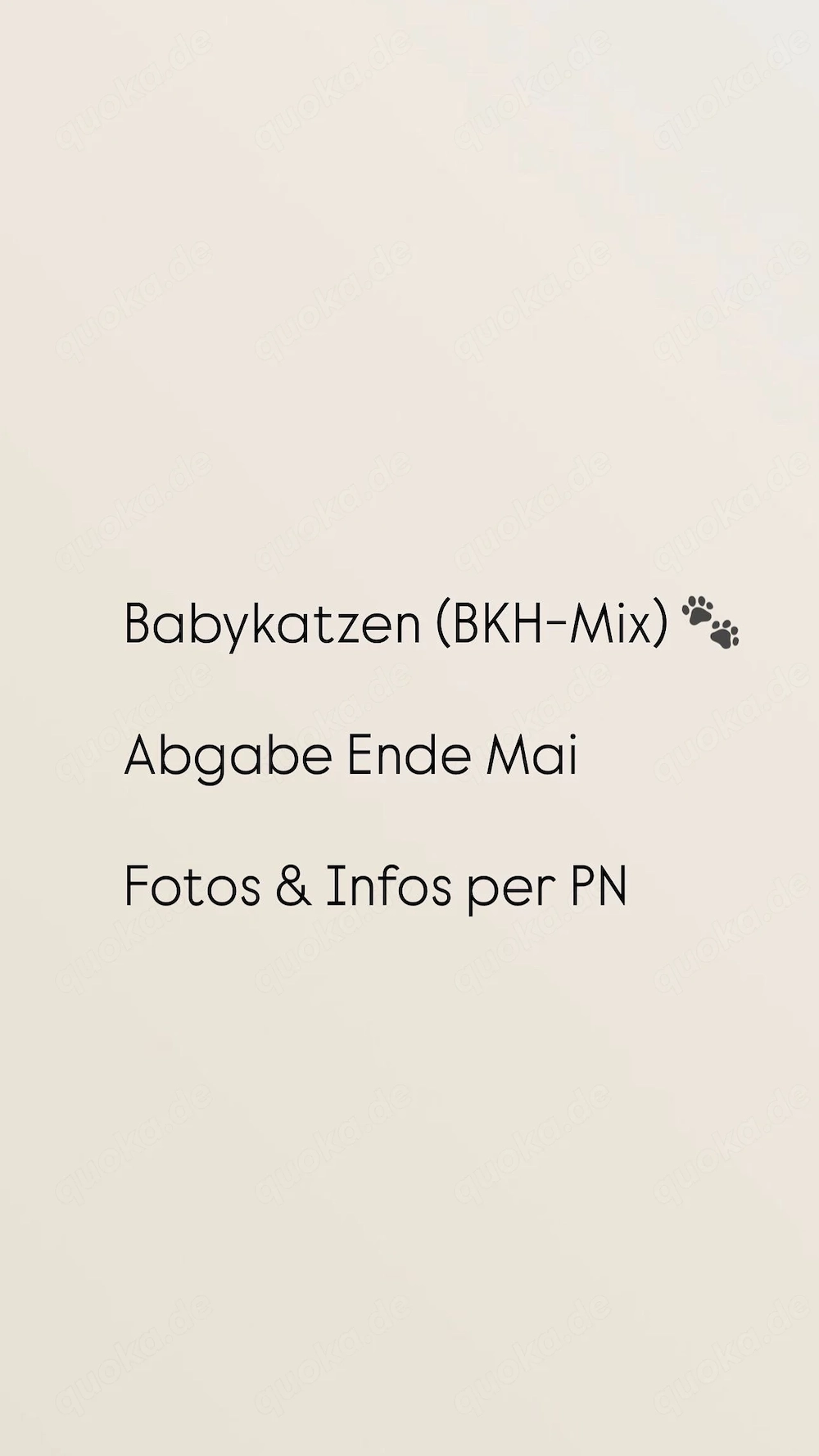 BKH-Mix Babykatzen 