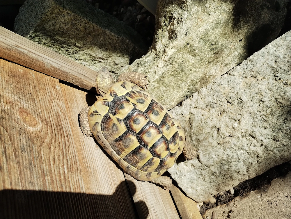 Landschildkröte 6 Jahre männlich 