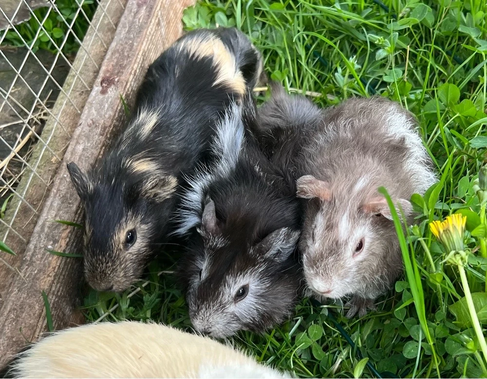 Meerschweinchen Böcke, Jungtiere