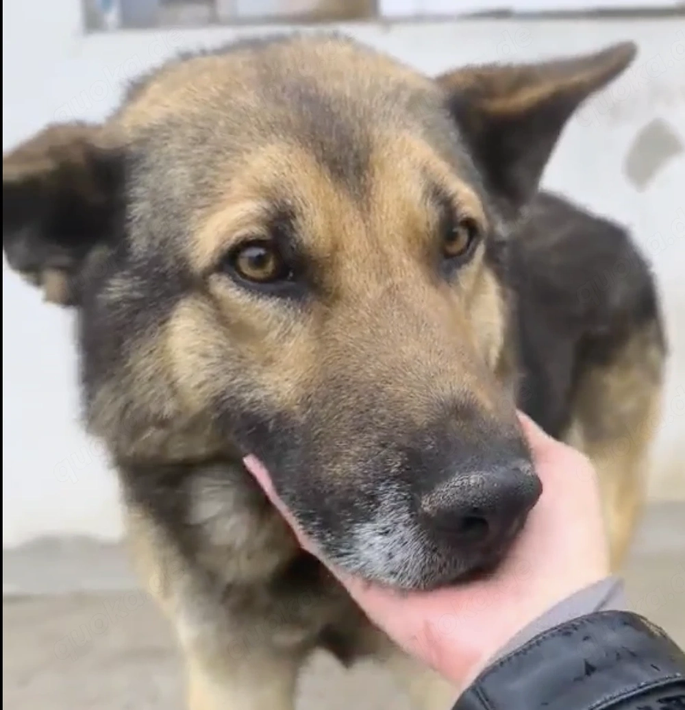 Georgie braucht ein richtiges Zuhause