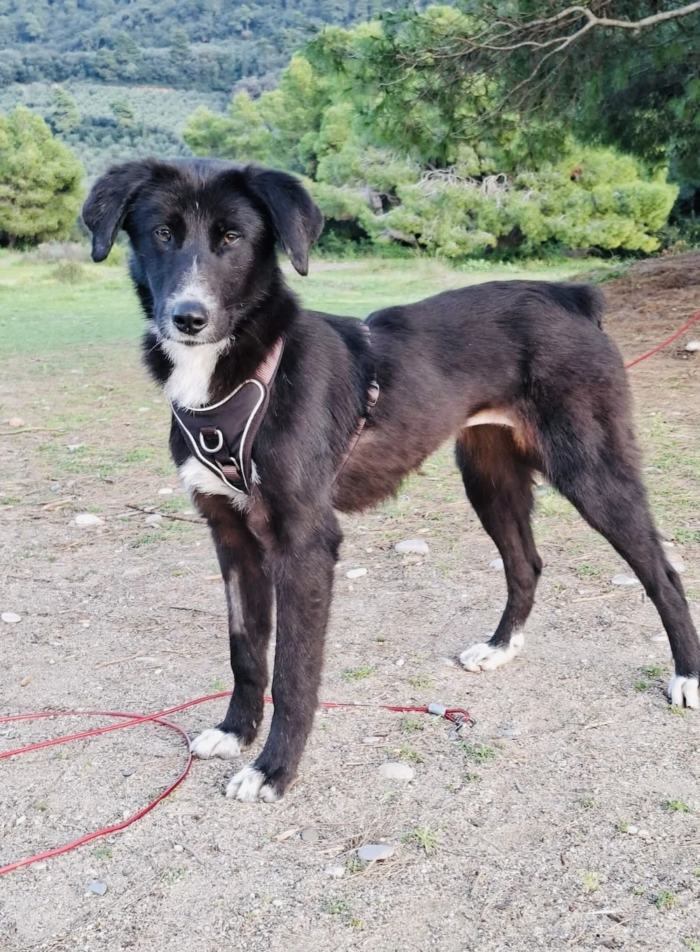 NOTFALL Nele braucht dringend ein Zuhause   