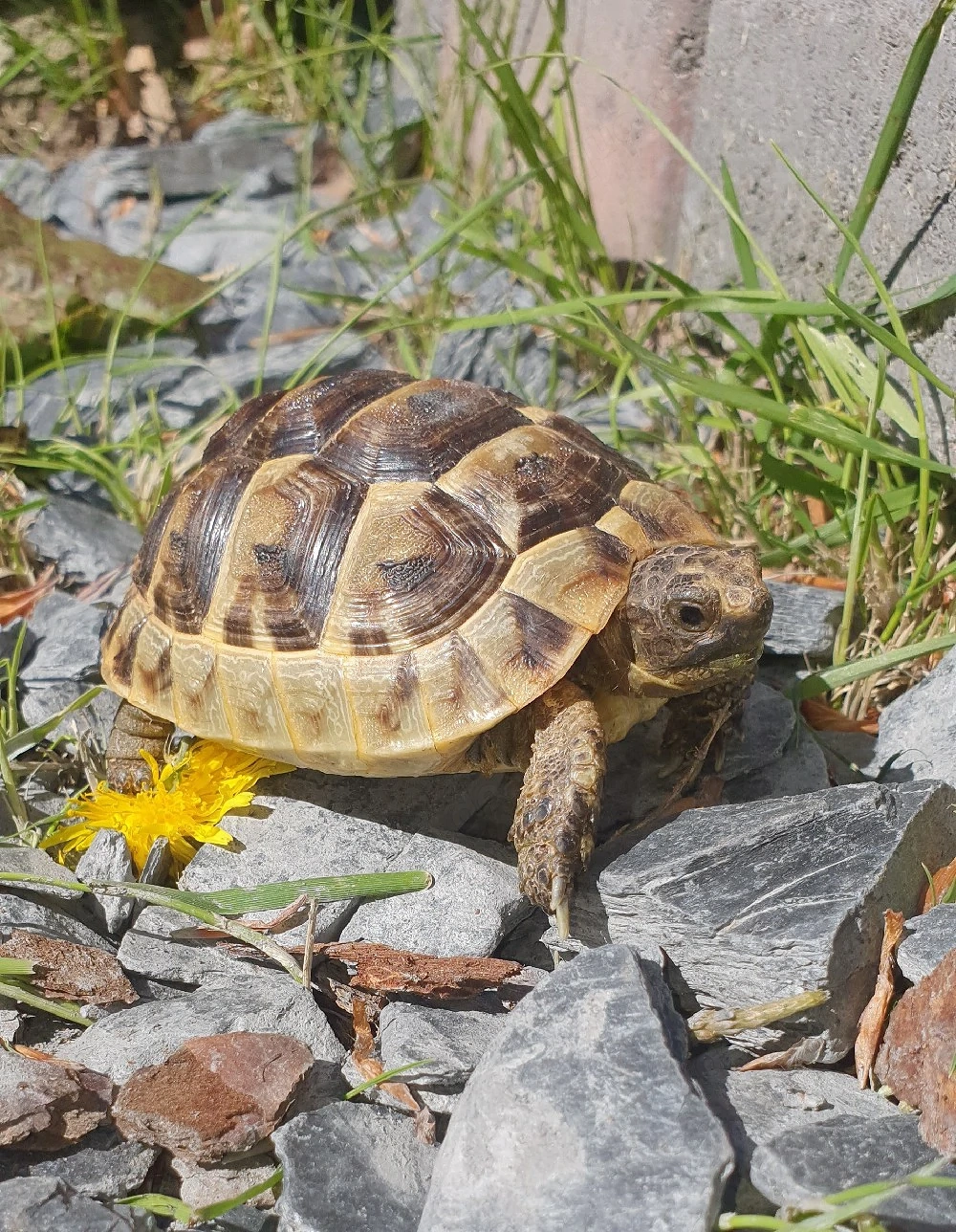 Maurische Landschildkröten