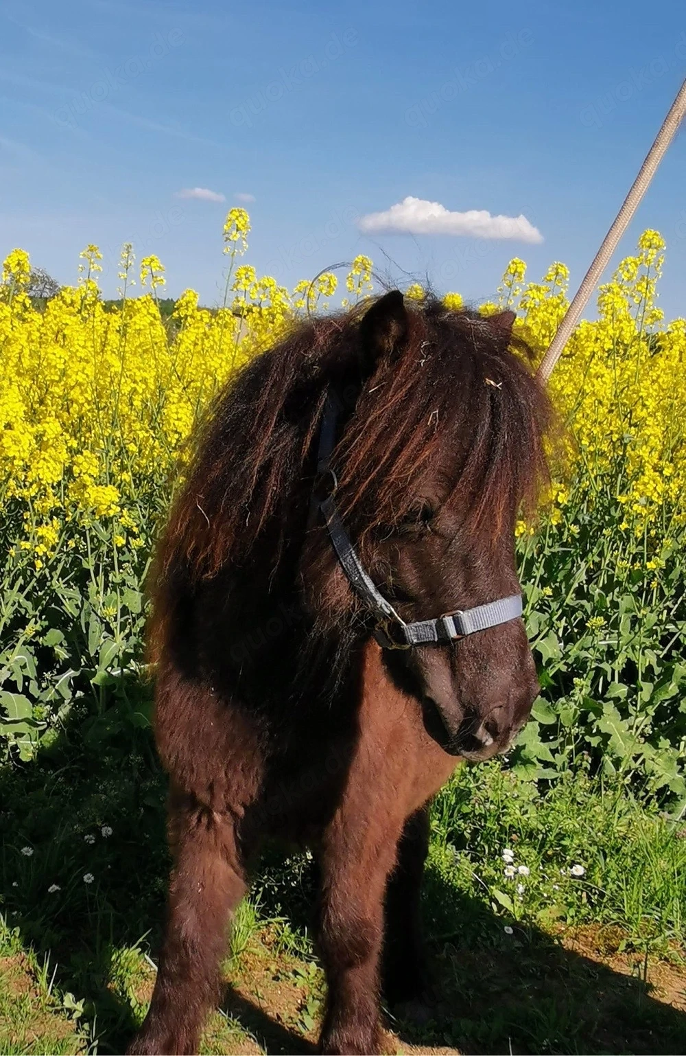 Super lieber Shetland Pony   Shetty Wallach (1 Jahr) zu verkaufen