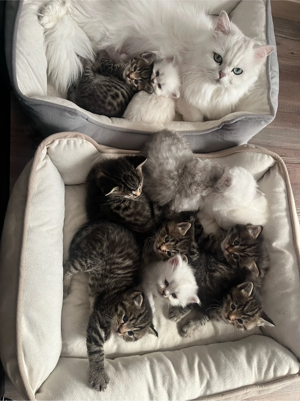 zuckersüße Blh   Bkh Kitten