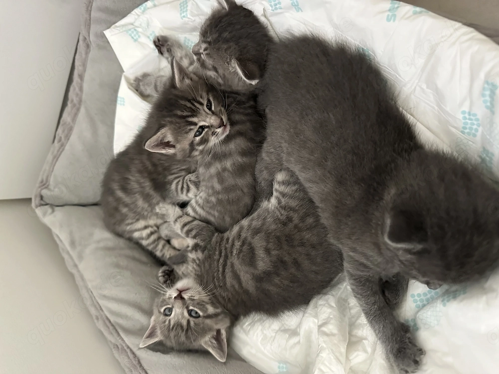 4 liebe BKH Kitten in liebevolle Hände abzugeben!
