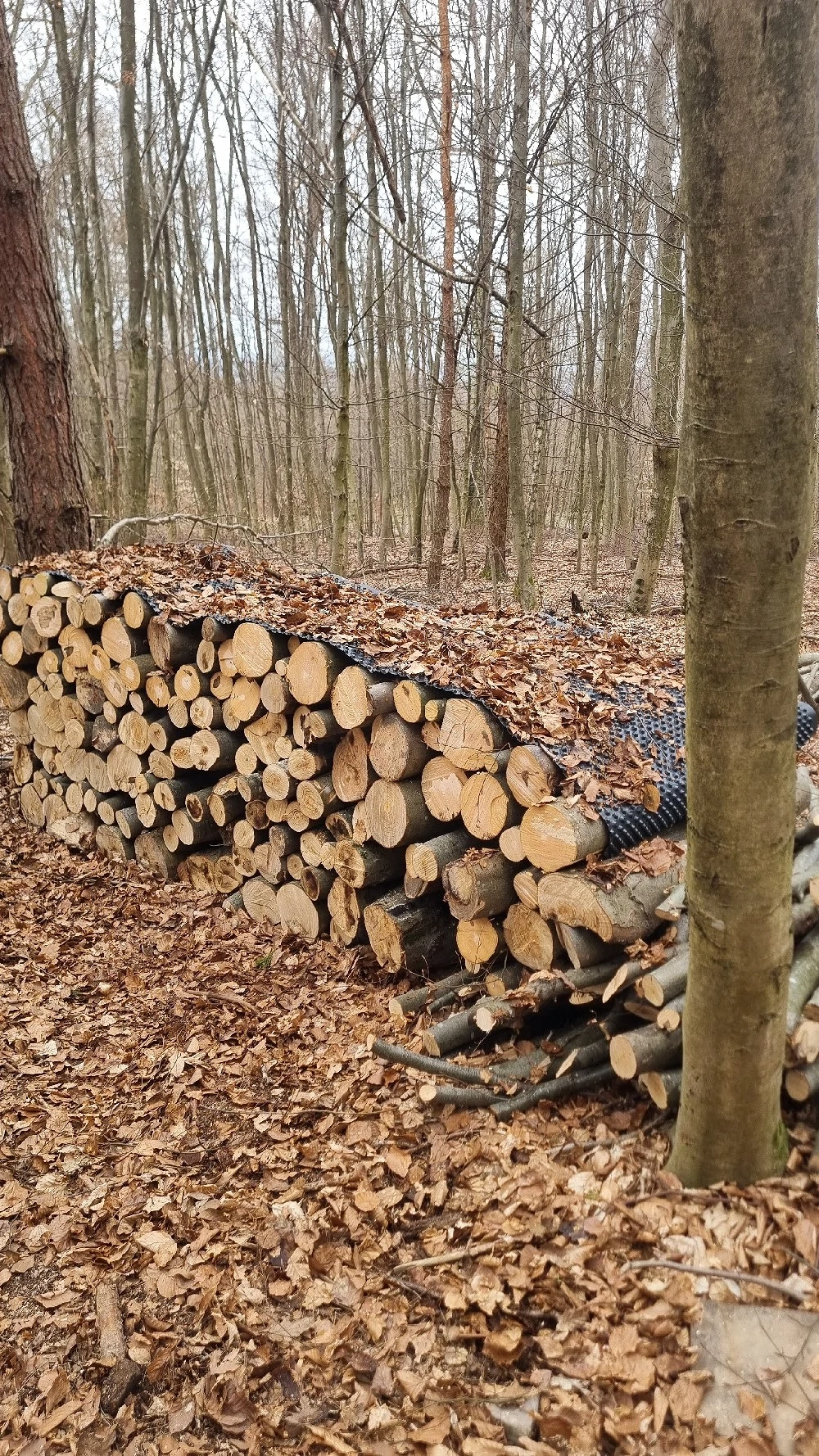 Brennholz  Hartholz Buche 2026 