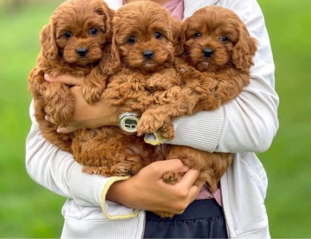 Maltipoo mini welpen