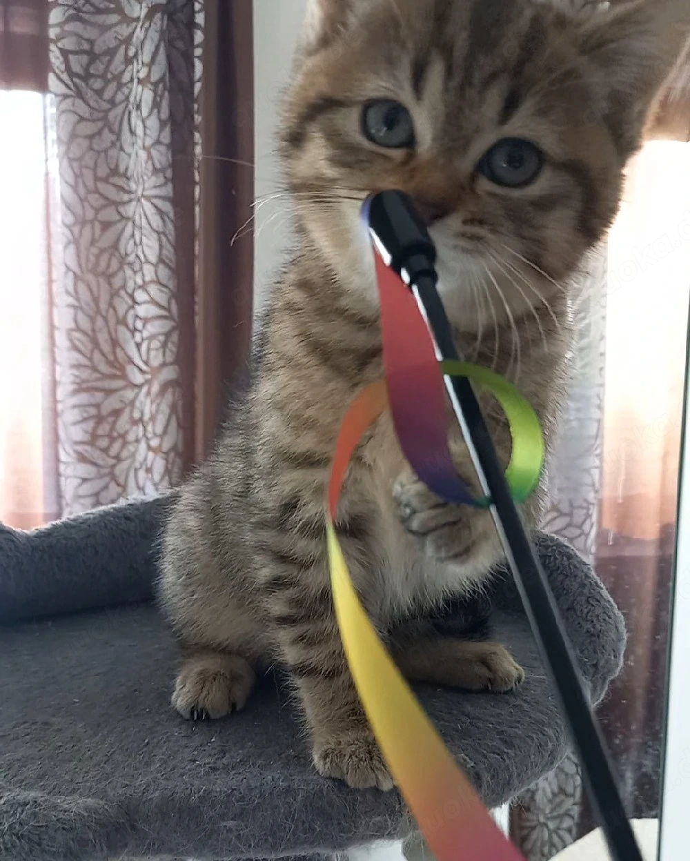 Britische Kitten 