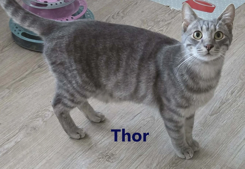 Thor und Ylvie - zwei Traumkatzen suchen Ihre Familie