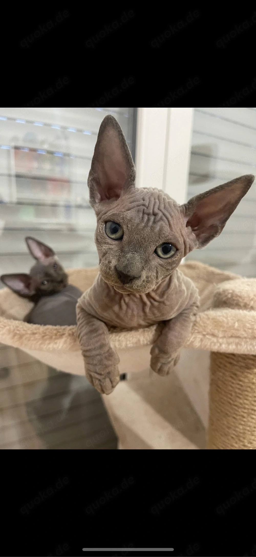 sphynx kitten, ein mädchen frei. 