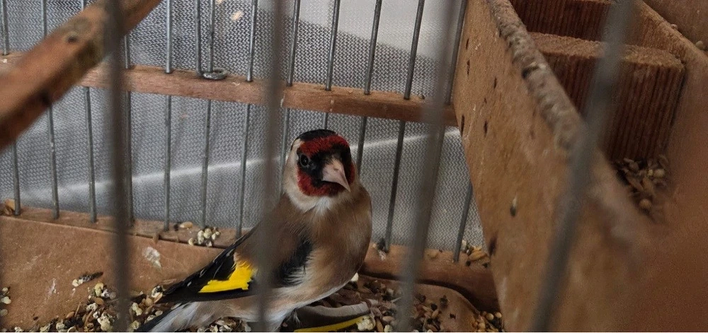 stieglitz weibchen 2015