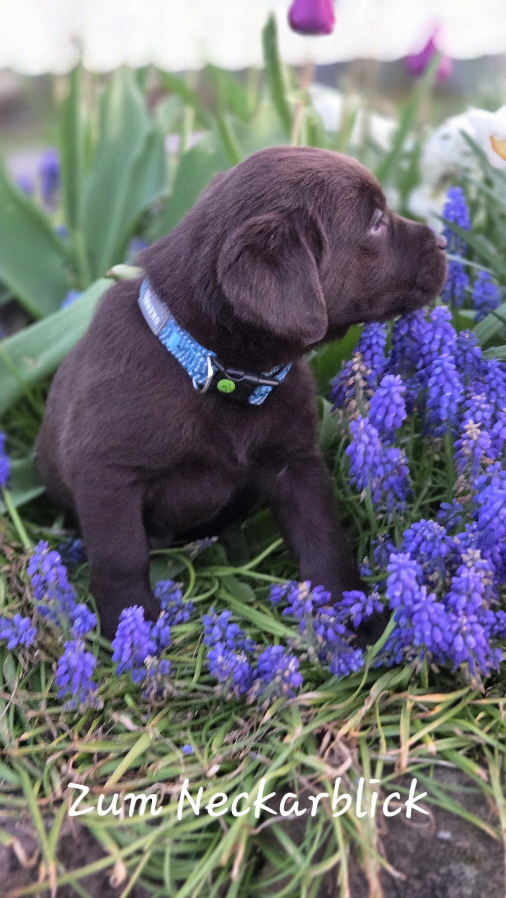  Labrador Retriever Welpen in der Farbe chocolate und blond vom Züchter 
