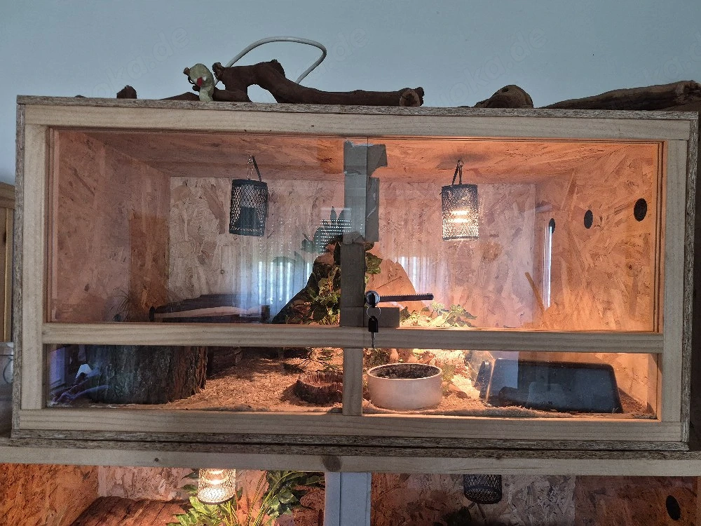 Terrarium 100 60  50 mit 2 Königspython