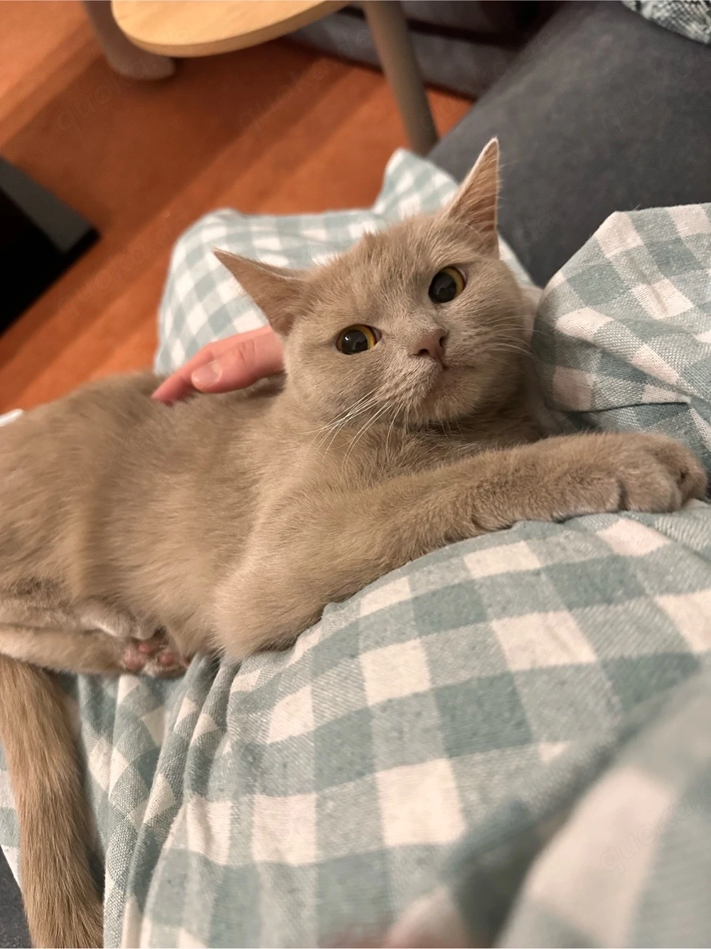 Zu verschenken BKH Katze 