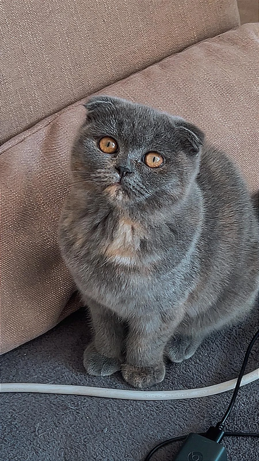 Zwei weibliche Kitten (Ragdoll   Britisch Kurzhaar)   abgabebereit