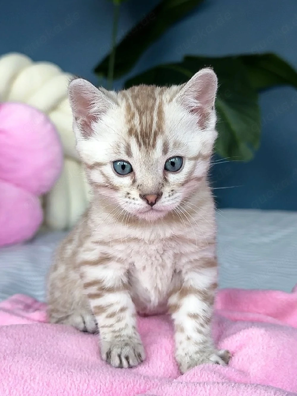 herausragende männliche und weibliche Bengalkätzchen
