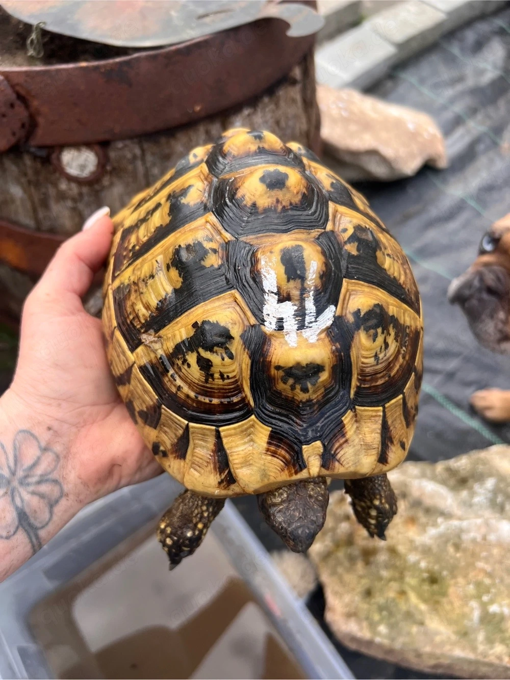 griechische Landschildkröten dame 