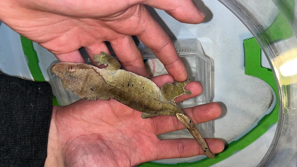 Kronengecko Olive Dalmatiner (Patternless) Weibchen 