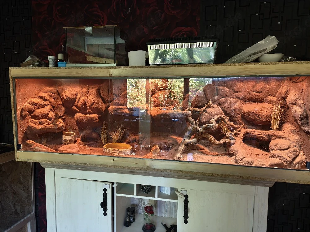 wunderschönes selbstgemachtes bartagamen Terrarium 