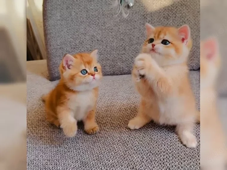 BKH Kitten reinrassig