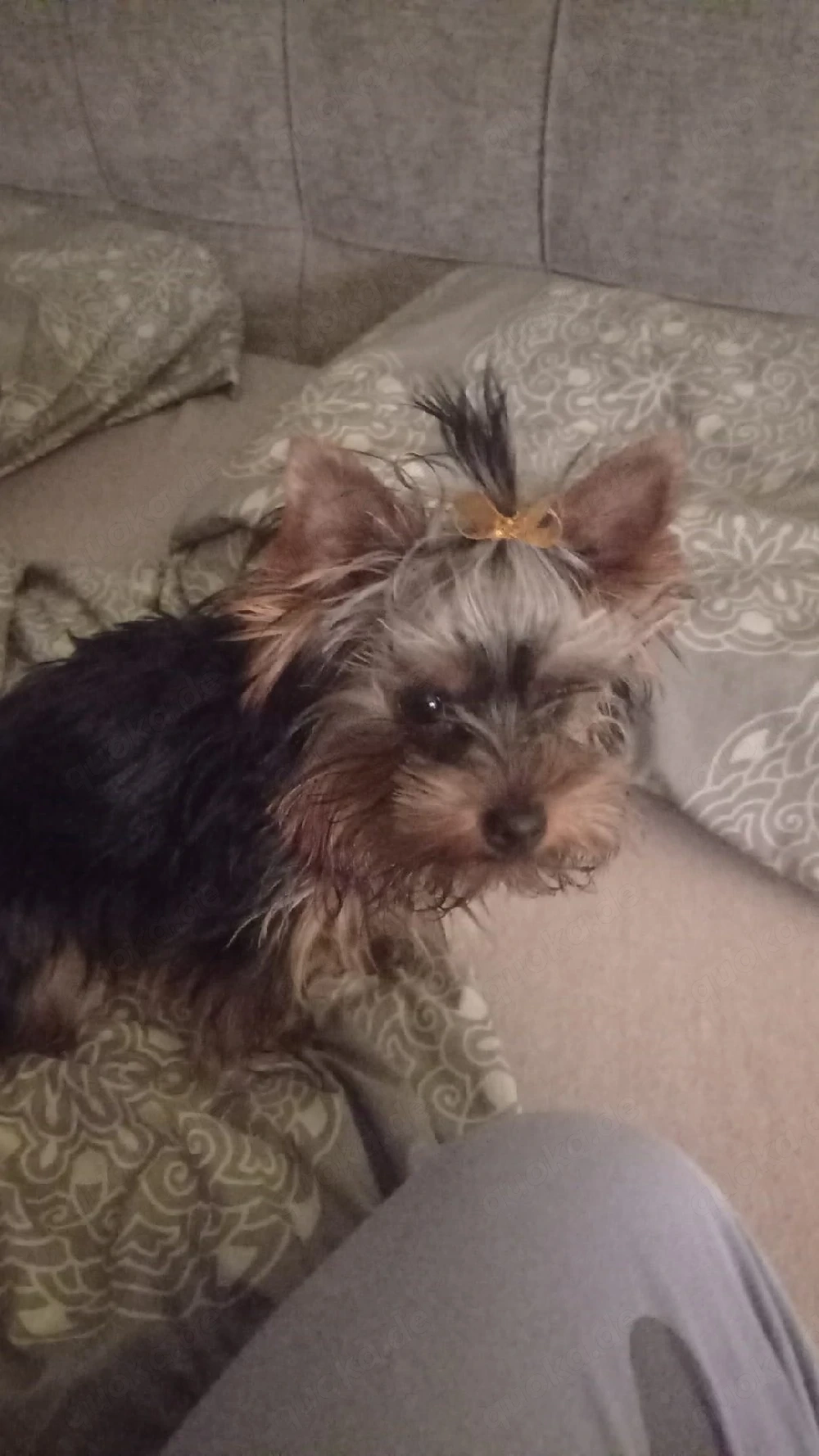 Deckrüde kein Verkauf 