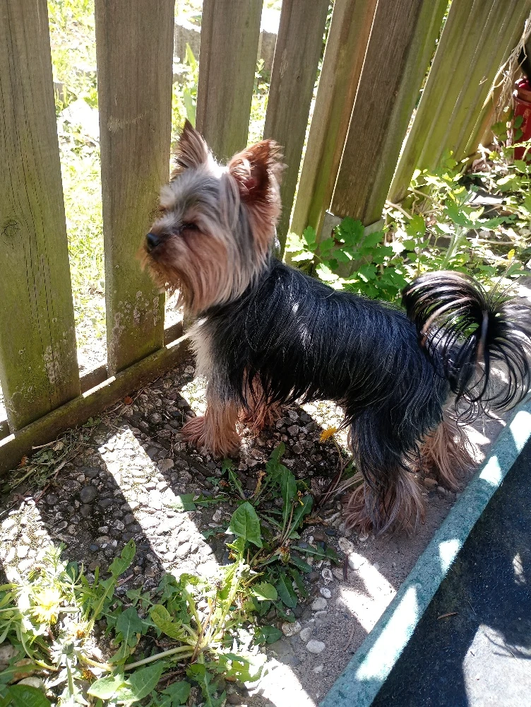 Deckrüde kein Verkauf  Mini Yorkshire Terrier 