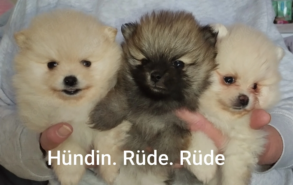 Pomeranian Zwergspitz 