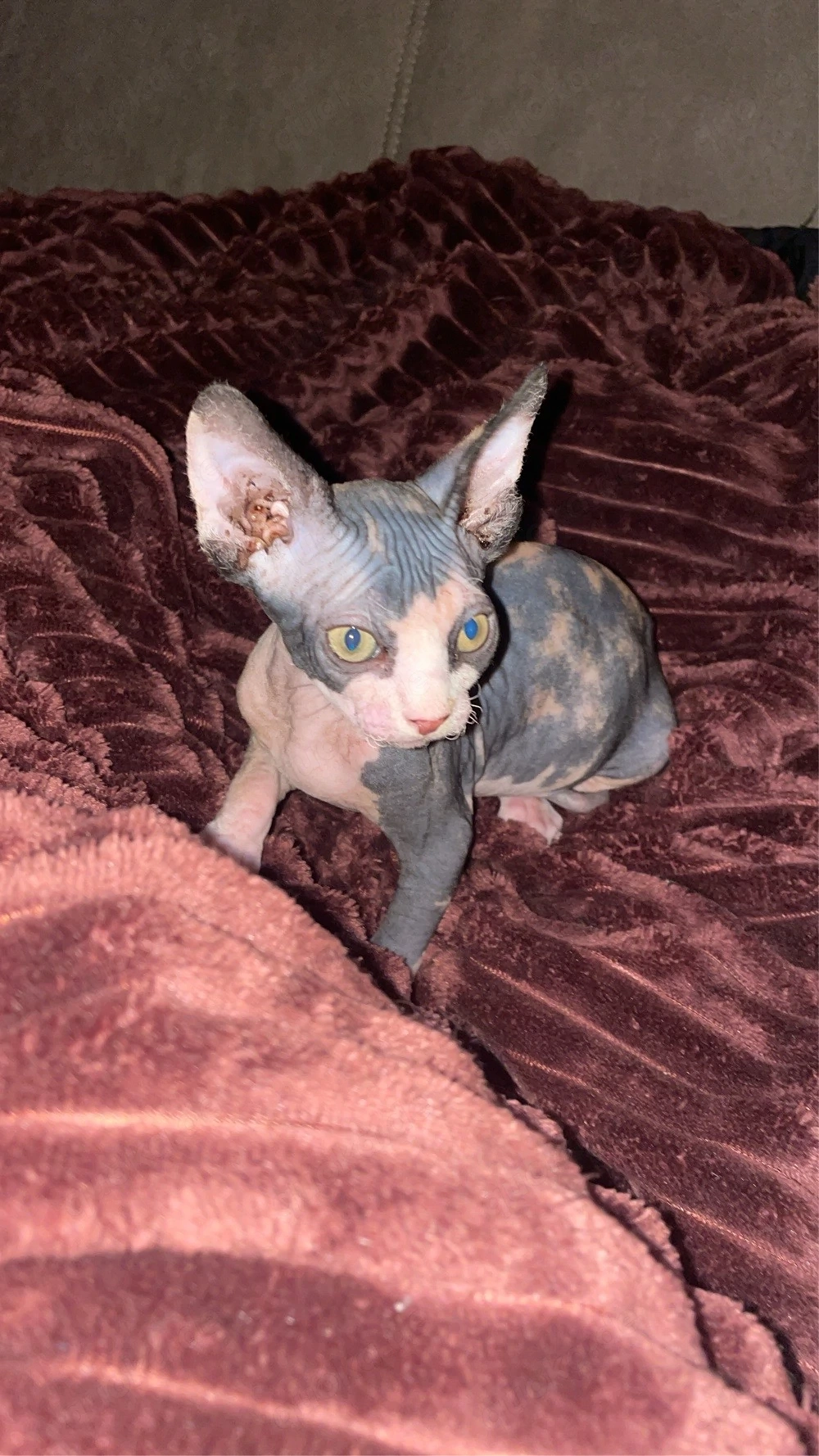 sphynx kitte