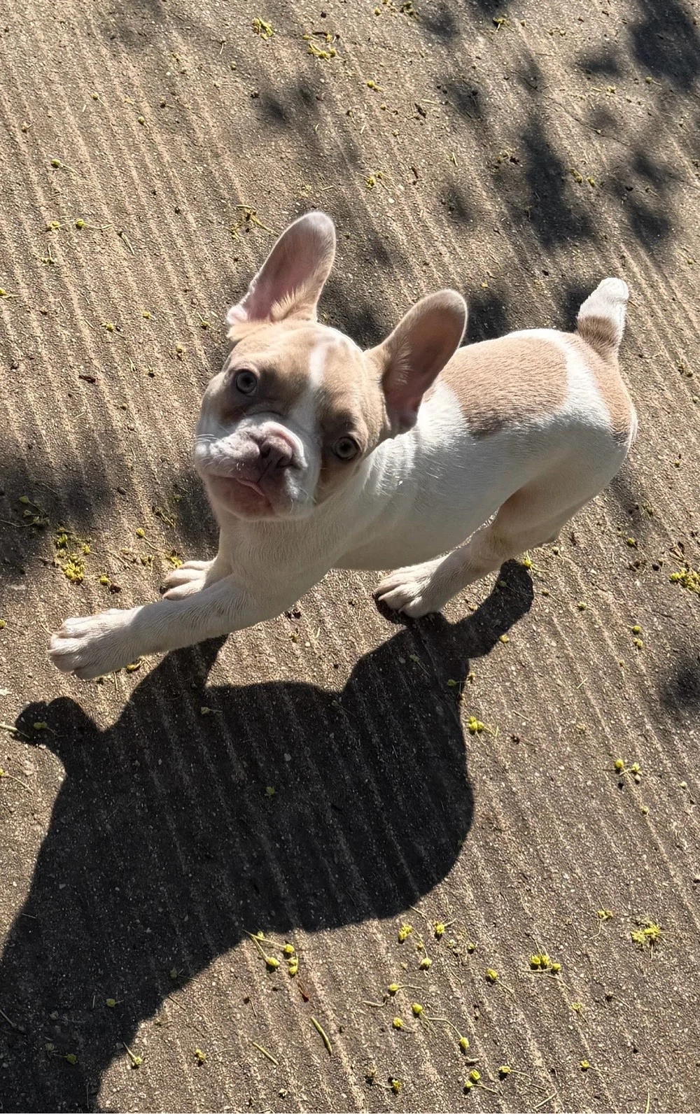 Französische Bulldogge