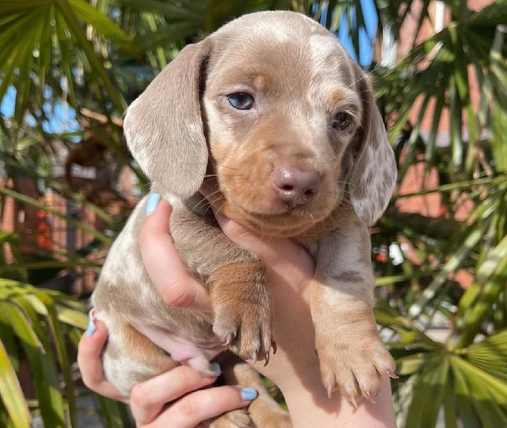 Dackelwelpe sucht ein neues Zuhause