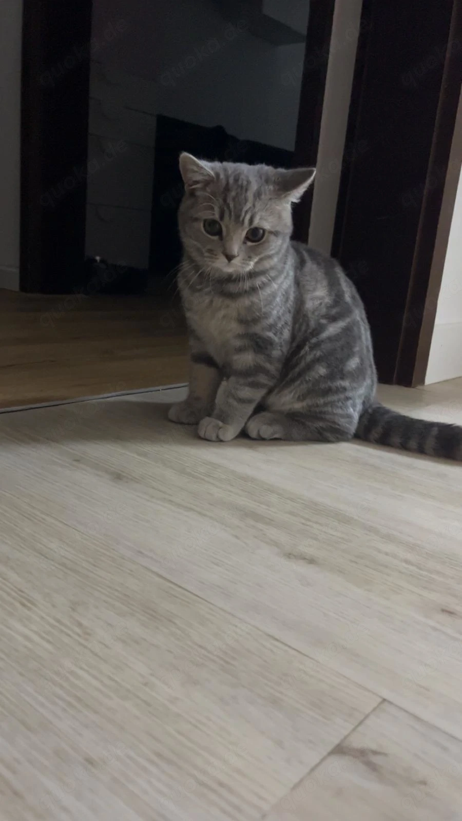 Britisch Kurzhaar Kater 