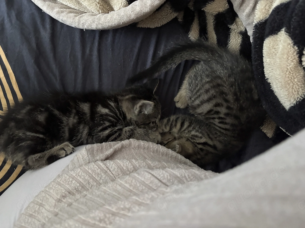 Zwei Ekh-Bengal-mix kitten nur zusammen abzugeben 
