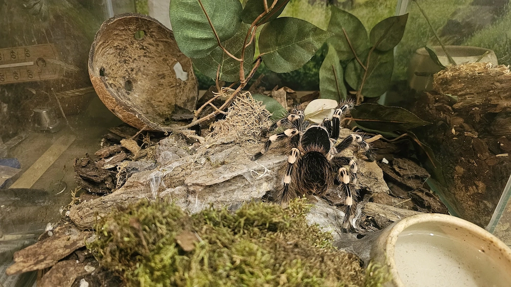 Weißknievogelspinne, Acanthoscurria geniculata