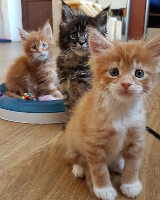 Maine-Coon-Kätzchen (männlich und weiblich)