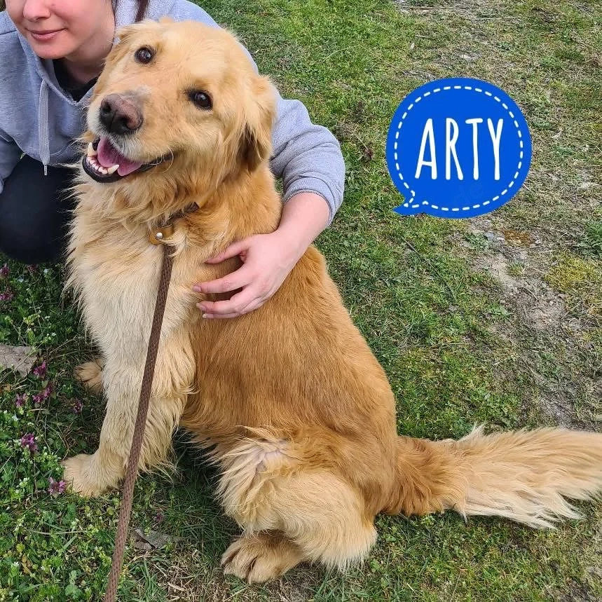 Arty, junger, wunderhübscher Goldi sucht ein Zuhause