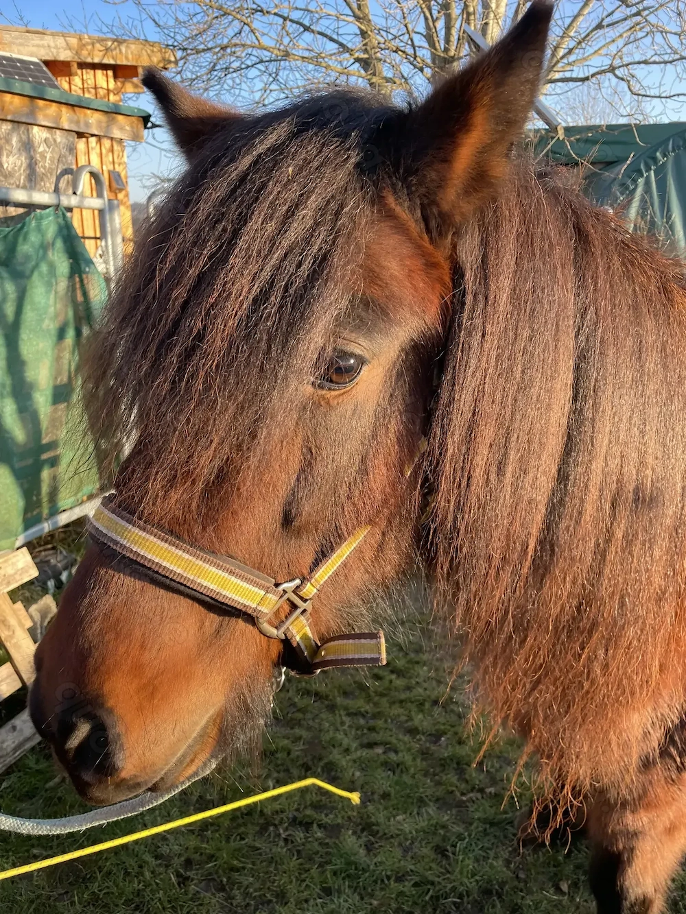 Biete Reitbeteiligung auf Isländer und Quarterhorse