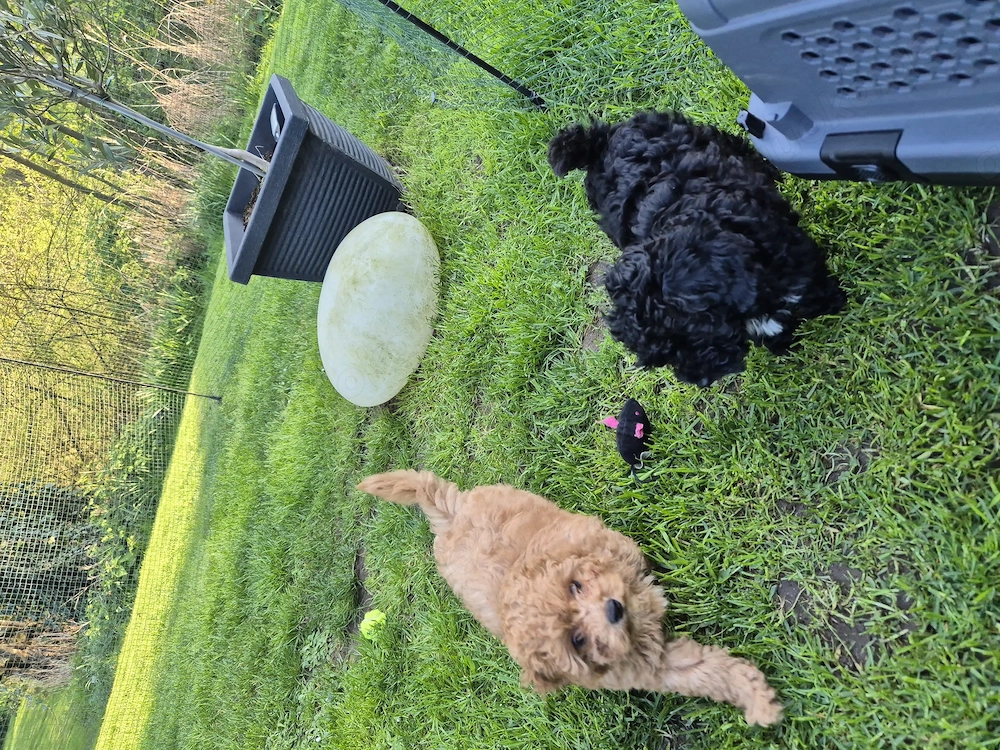 Maltipoo Rüde und Hündin 