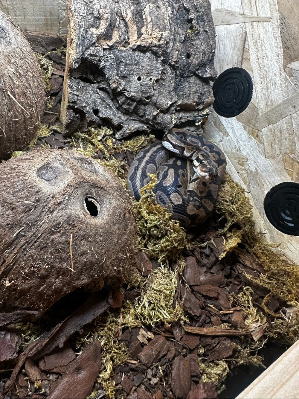 0.1 (Weibchen) 1 Jahr alt Gen : Double het Snow (Lavender-Albino x Axanthic)