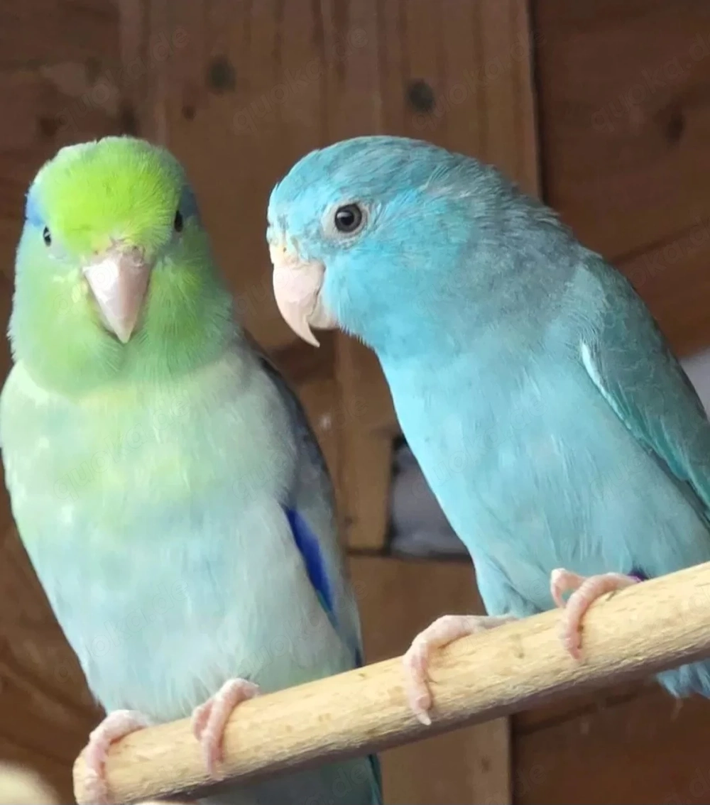 Sperlingspapageien Pärchen