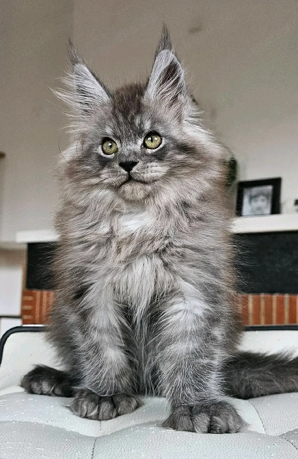 Wunderschöne Maine Coon Kitten   bereit für ihr neues Zuhause   