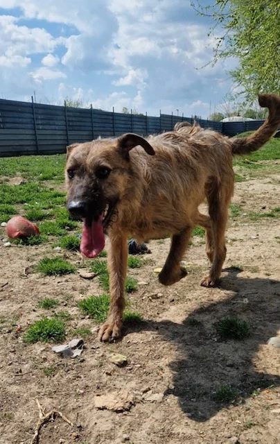 Bukta, z.Zt. in Ungarn, zurückhaltendes Kerlchen sucht Neuanfang