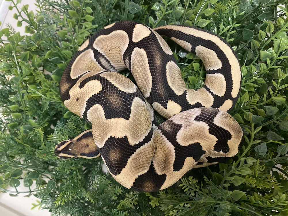 Desert Ghost het Pied 0.1 NZ2023 