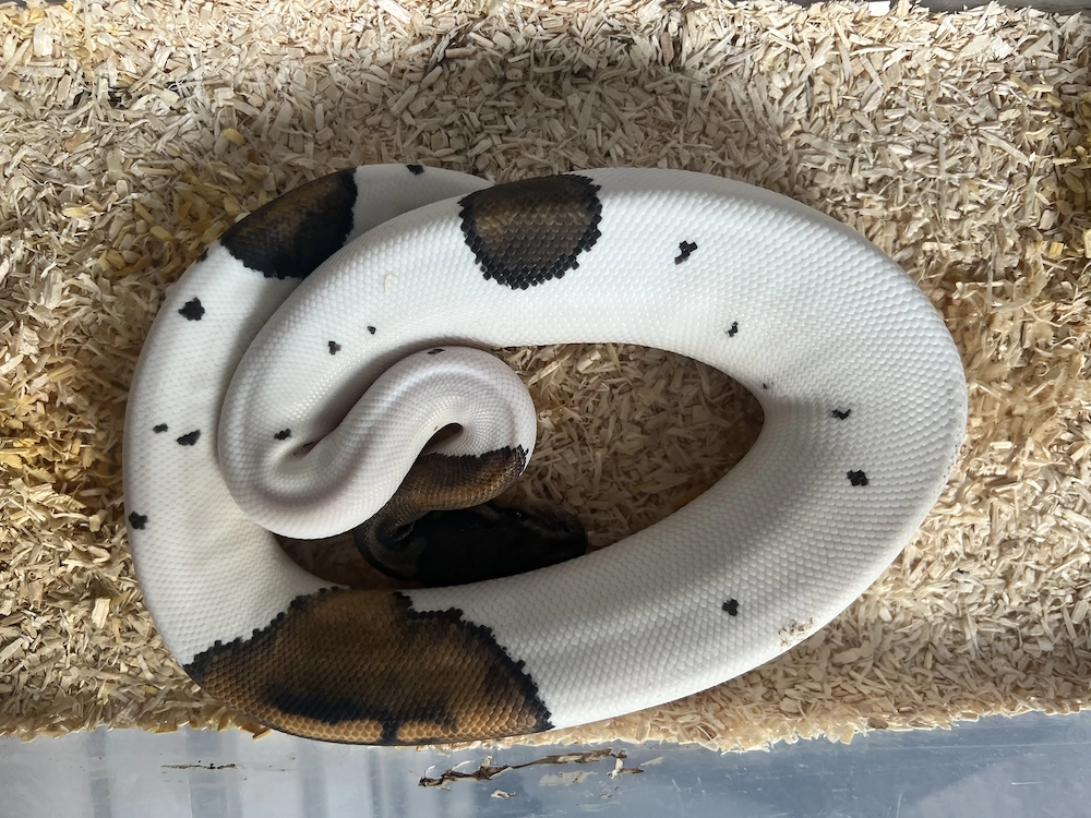 Black Pastel Pied 0.1 2025 NZ. 