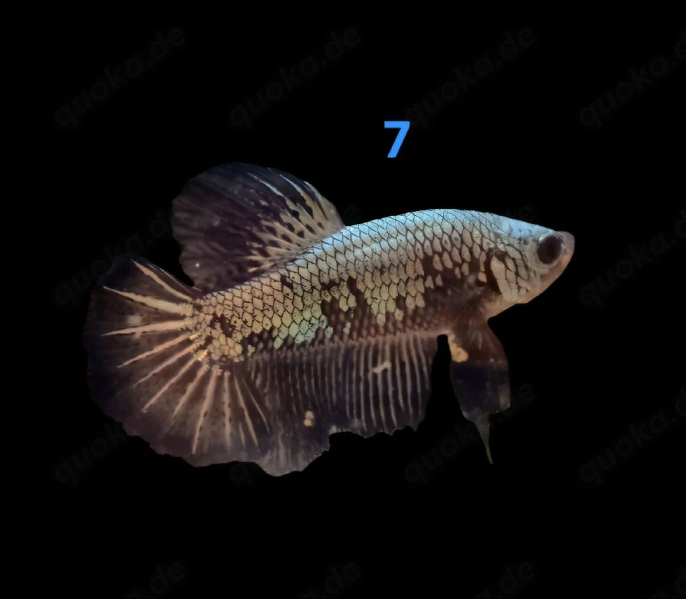 Kampffisch Männchen Betta splendens 