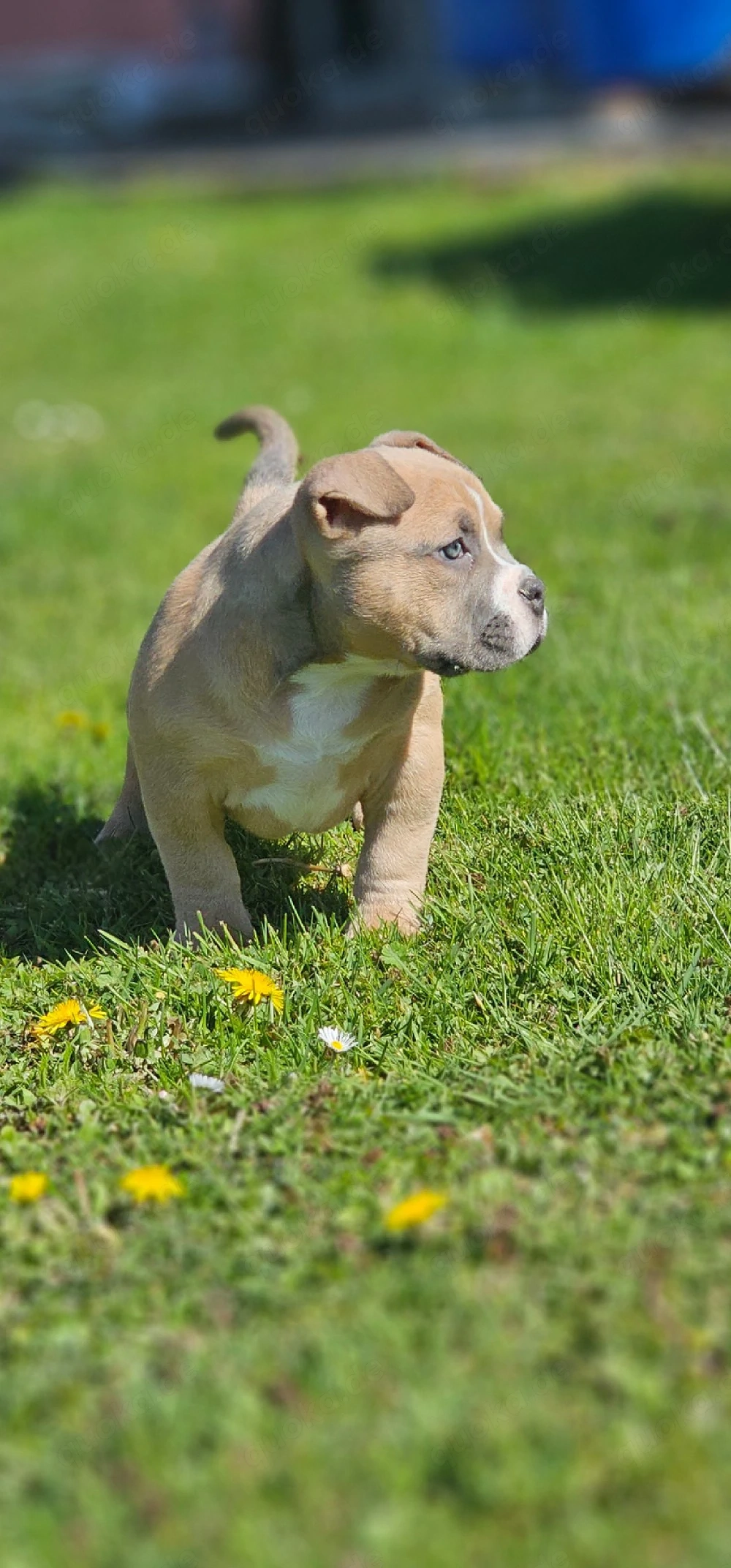 Erstklassige American Pocket Bully Welpen Abgabebereit 